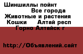 Шиншиллы пойнт ns1133,ny1133. - Все города Животные и растения » Кошки   . Алтай респ.,Горно-Алтайск г.